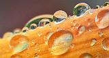 Daylily Droplets_P1150349-54crop